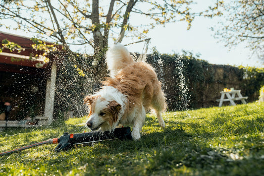 Ein Hund der sich an heißen Tagen im Garten mit einem Wasserspiel abkühlt.