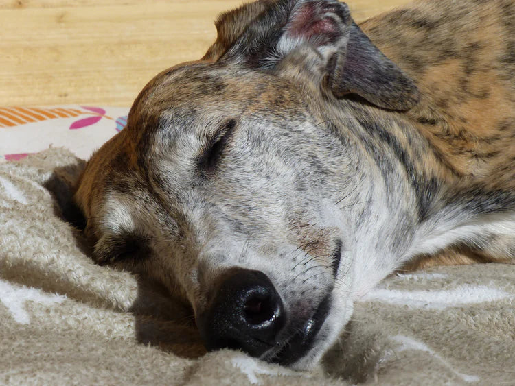 Nahaufnahme: Brindlefarbener Windhund schäft auf hochwertiger Hundedecke von Bolt´s Futterkiste. Hundefutter und Zubehör.