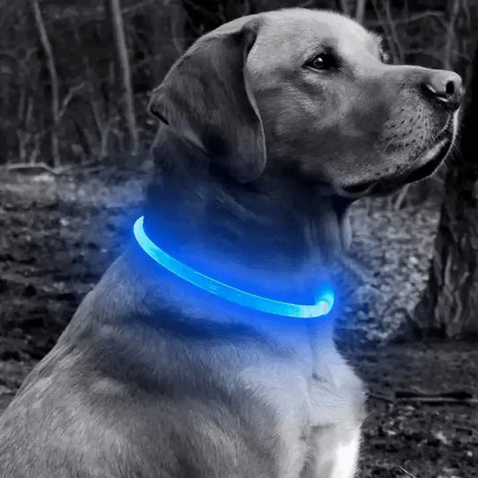 Leuchtendes wiederaufladbares Halsband mit USB - Bolt´s Futterkiste