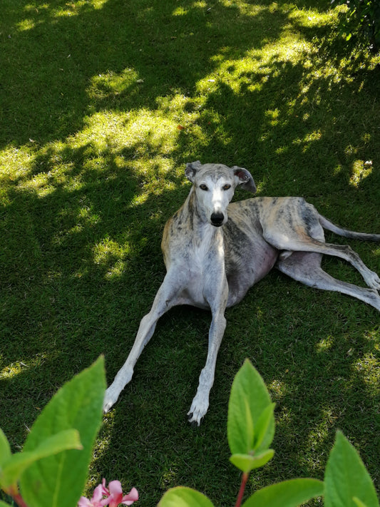 Windhund Bolt, der im grünen Gras liegt und die Sonne genießt - Bolt's Futterkiste