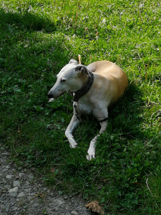 Windhundmischling Maddie, Sie liegt entspannt im grünen Gras - Bolt's Futterkiste