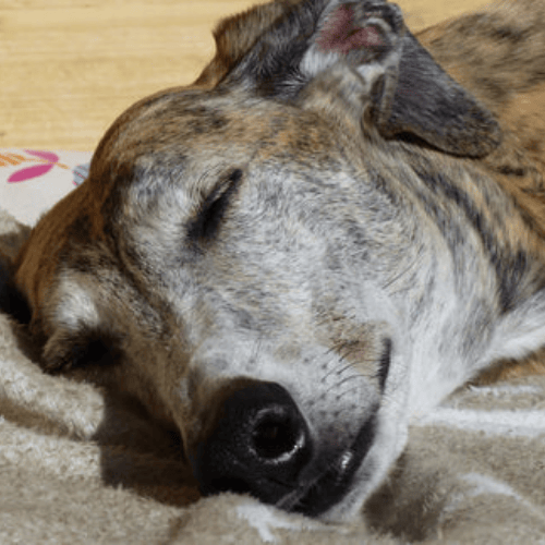 Premium Hundefutter – natürlich und getreidefrei