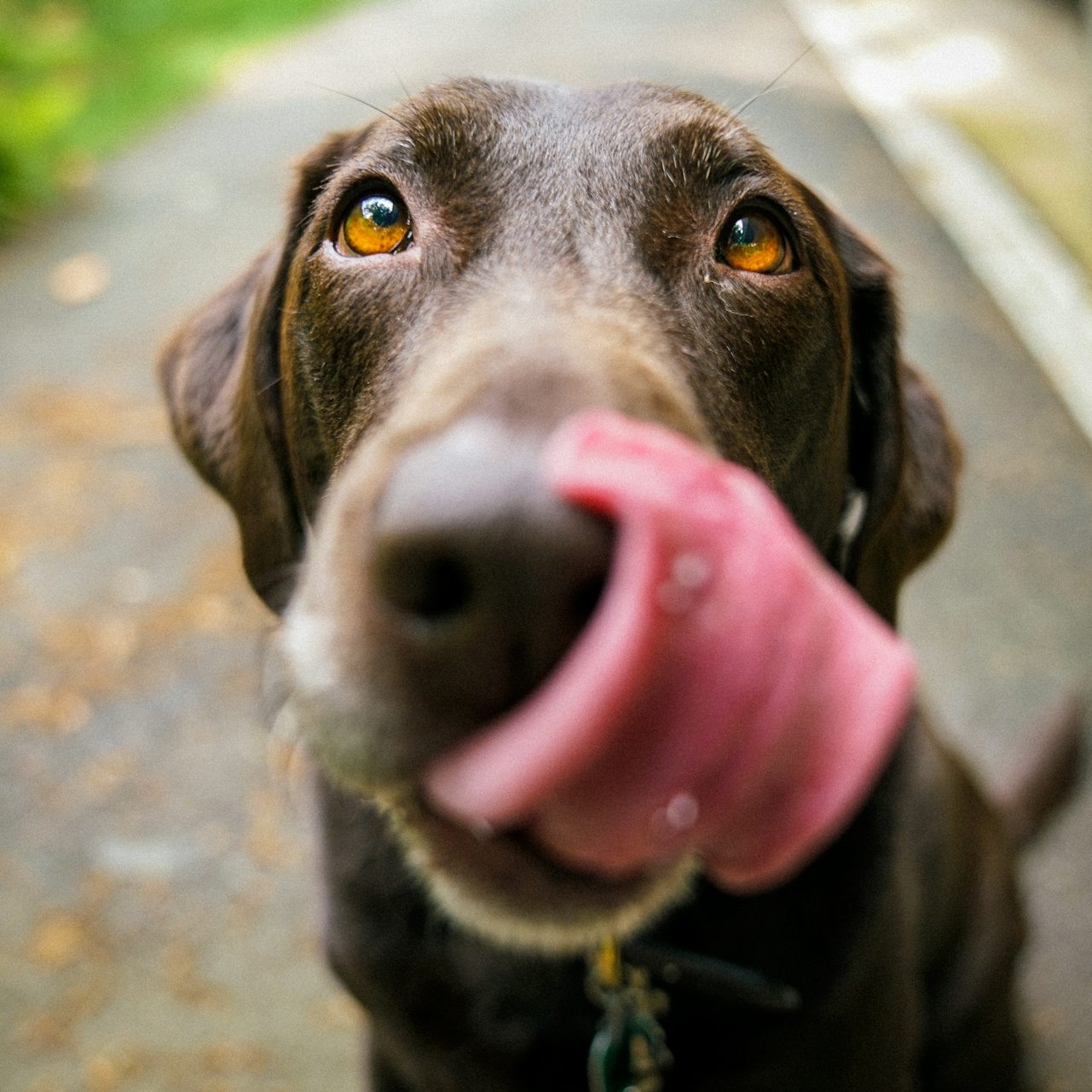 Hundesnacks Bolt´s Futterkiste